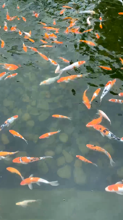 Nam danh hài còn nuôi hồ cá Koi trị giá tiền tỷ. Ảnh: FBNV