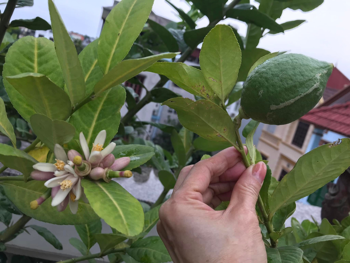 Hàng ngày, nữ nghệ sĩ chăm sóc các cây nhỏ trong vườn. Ảnh: Công lý &amp; xã hội