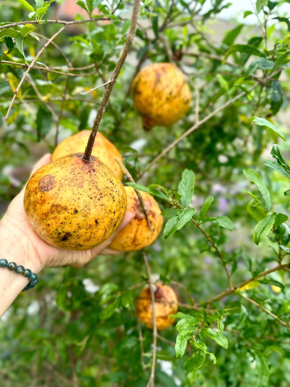 Trái lựu chín vàng đẹp mắt. Nguồn ảnh: FBNV