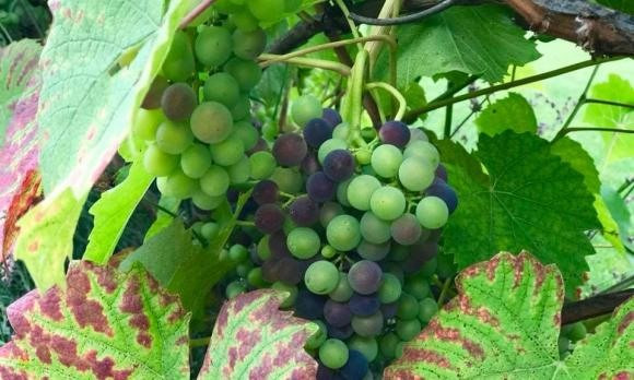 Nhờ chăm sóc kỹ lưỡng, nho chín từng chùm.