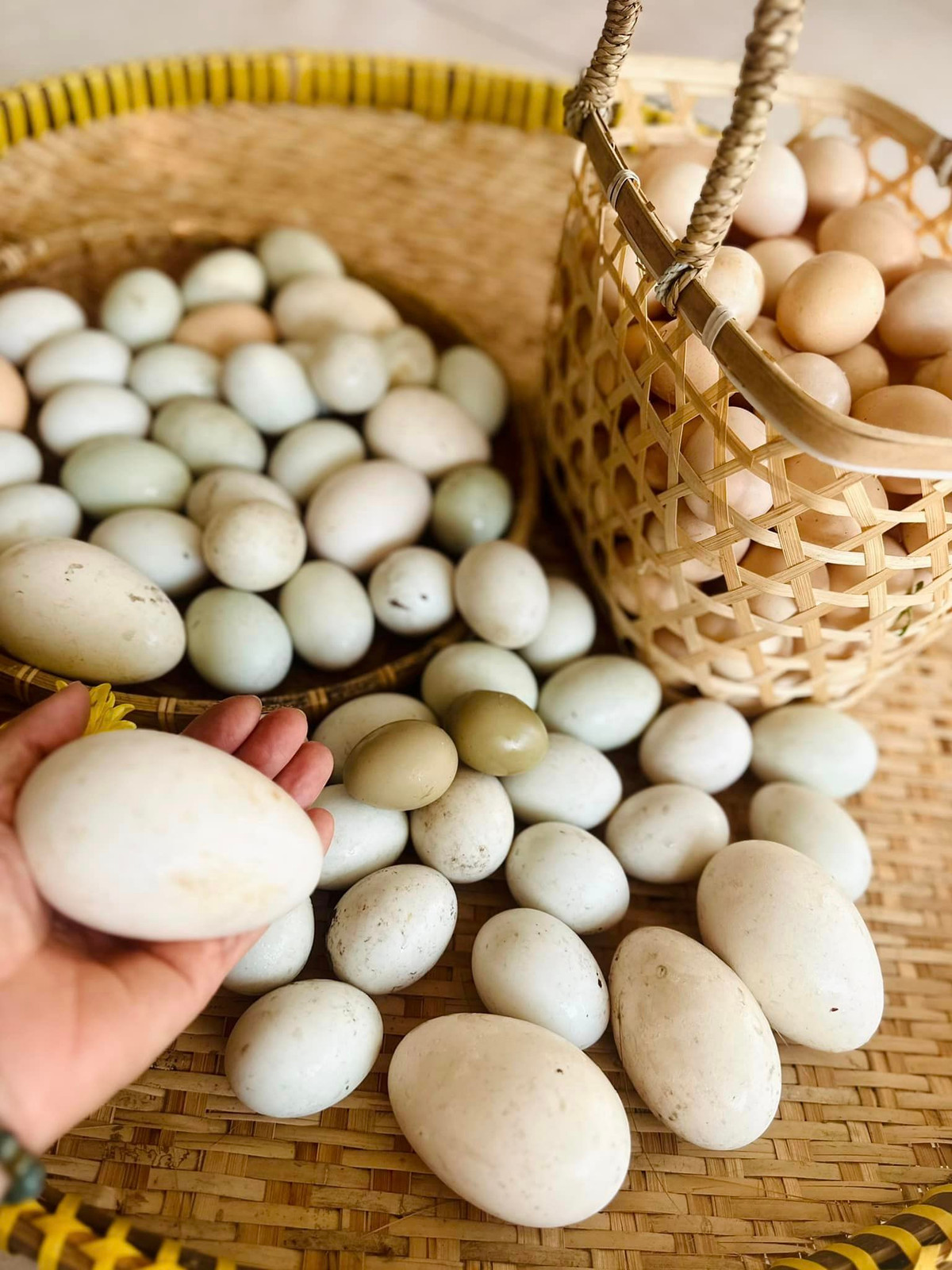 Nữ ca sĩ khoe thu hoạch được rất nhiều trứng gà, trứng ngỗng, trứng vịt..