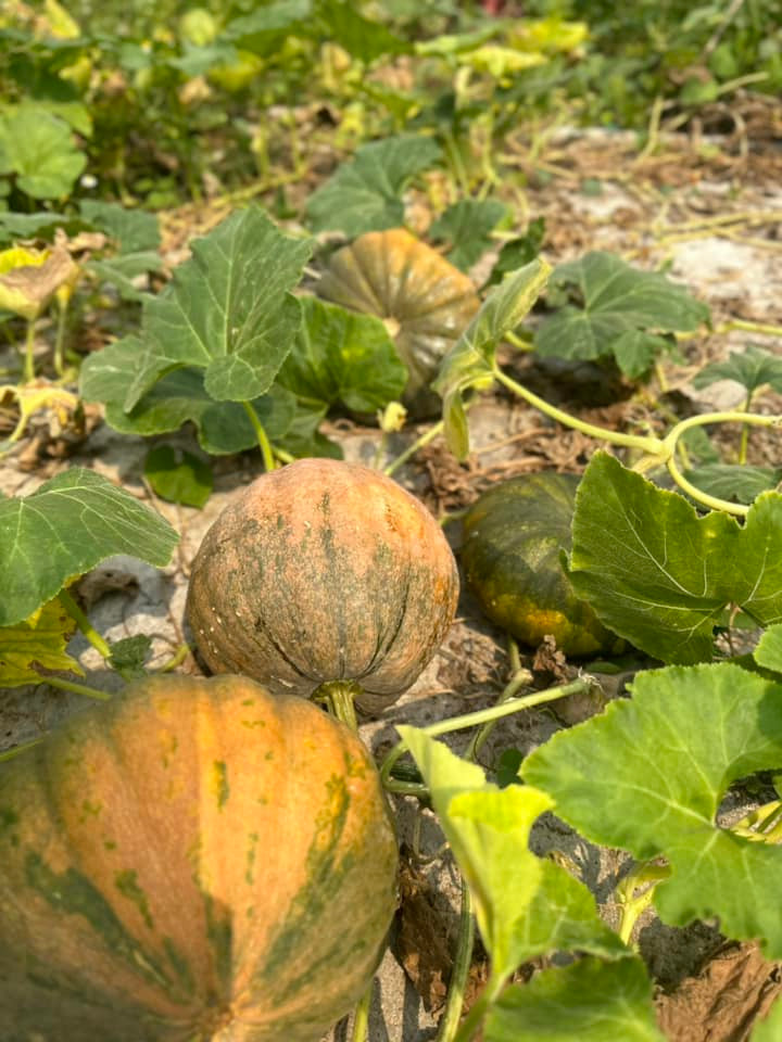 Bí ngô mọc trên chuồng bò cho rất nhiều trái.