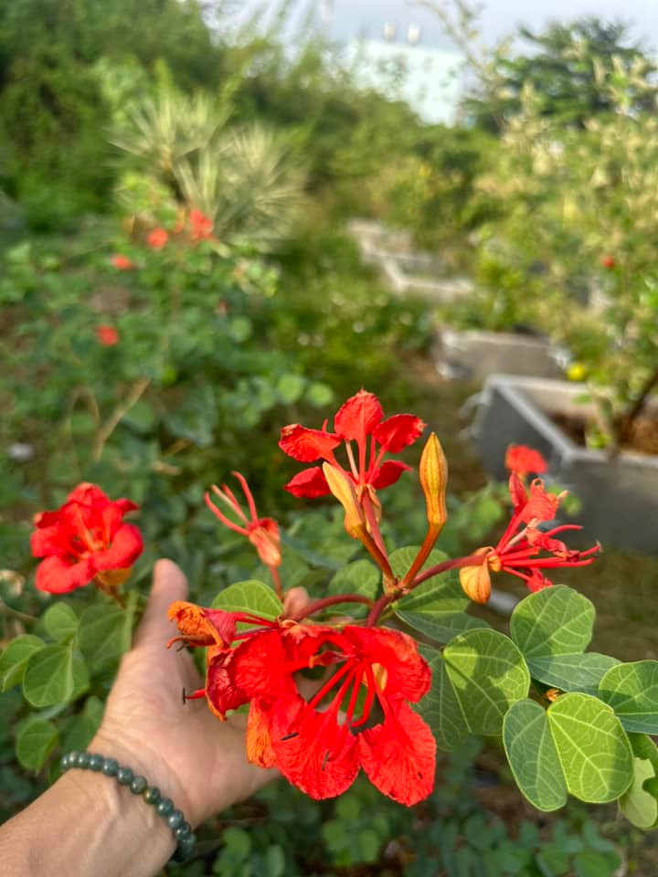 Nữ ca sĩ còn chọn nhiều loài hoa lạ, có loại nhập khẩu từ nước ngoài.