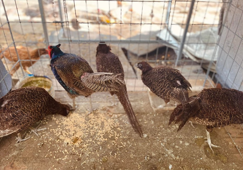 Cô cũng nuôi một số loại chim quý.