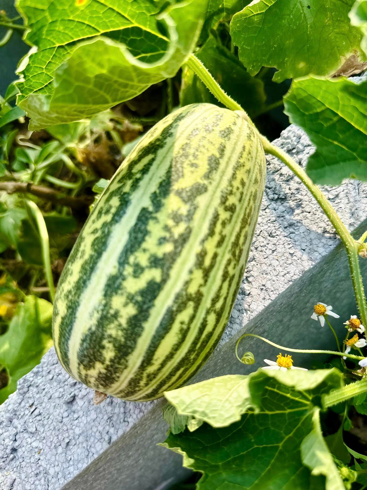 Khu vườn của Mỹ Lệ trồng đủ các loại cây ăn trái và hoa tươi.