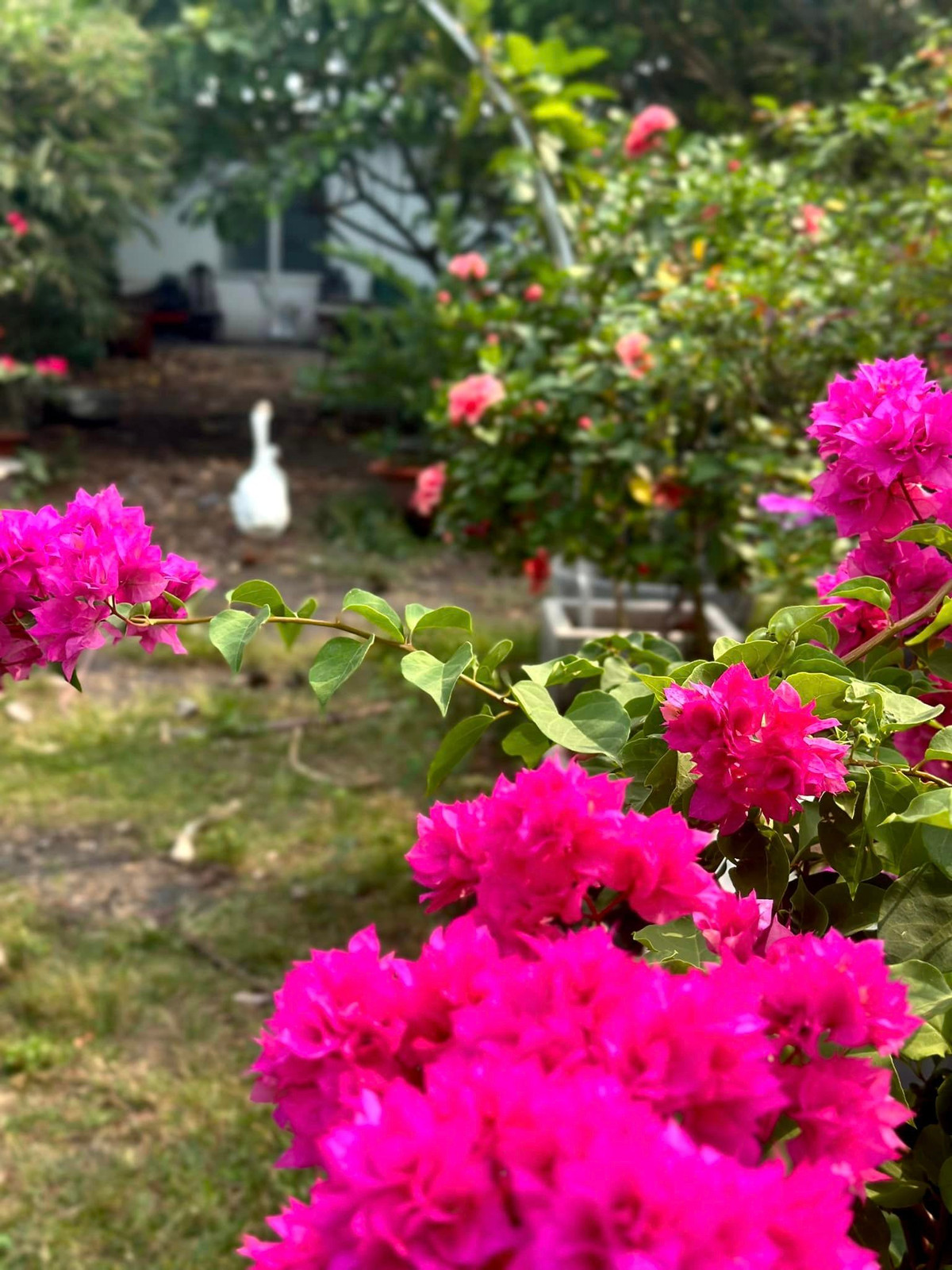 Đây là không gian nghỉ ngơi, thư giãn của gia đình nữ ca sĩ.