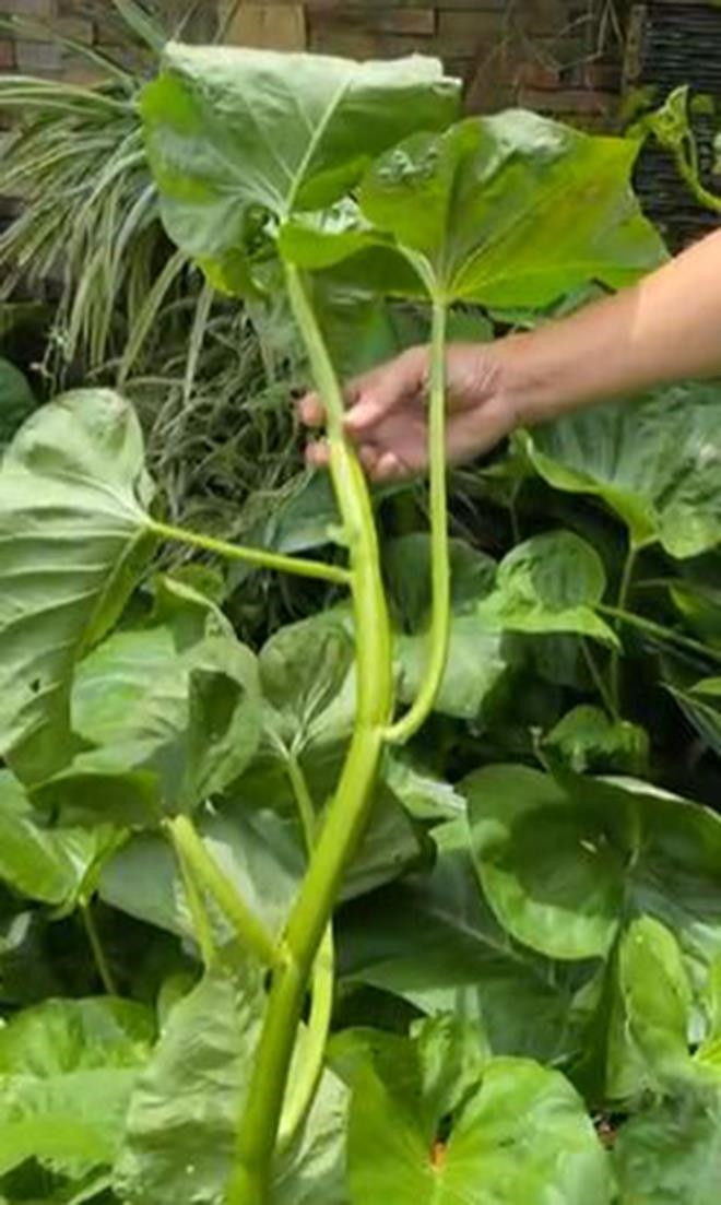 Cọng rau muống khổng lồ khiến ai nấy đều cũng ngỡ ngàng, gia chủ không dám ăn. Ảnh chup màn hình