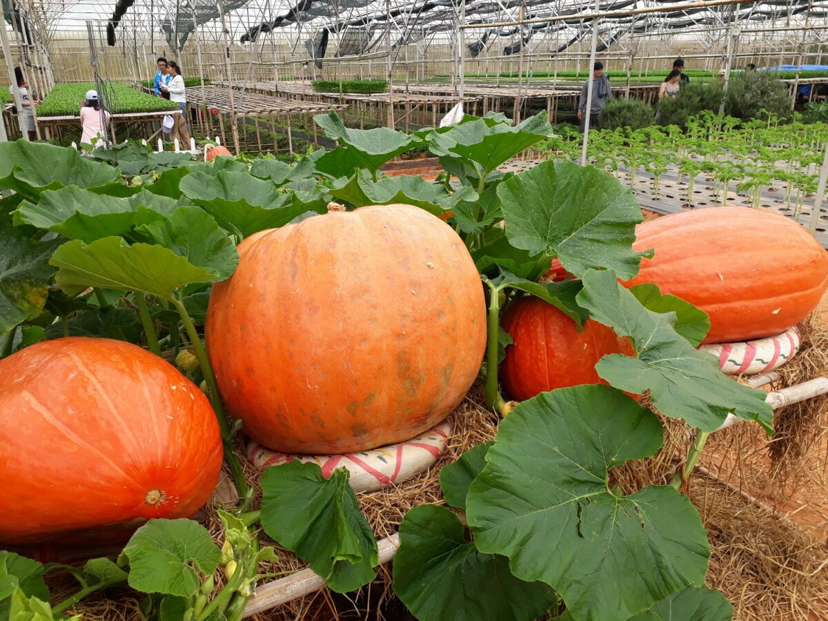 Tại Đà Lạt, nhiều nhà vườn trồng thành công giống bí ngô khổng lồ nặng tới 40-50 kg. Ảnh: @cuongkhii