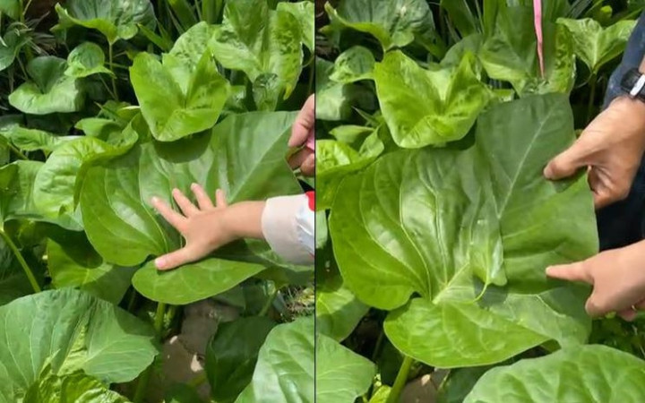 Theo bà cụ chủ nhà, đây là giống rau muống tự nhiên bà mua ngoài chợ. Lúc mới trồng, cây cũng nhỏ, nhưng không ngờ nó tự nhiên phát triển lên như vậy. Ảnh chup màn hình