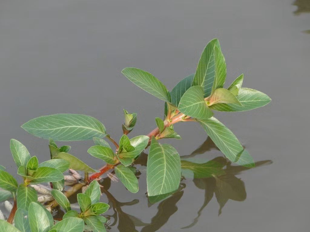 Không chỉ đắt đỏ, người mua còn phải đặt trước rau dừa nước mới có hàng. Ảnh: Internet