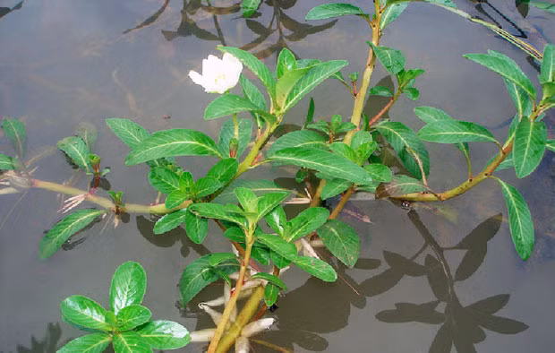 Tại nhiều vùng quê ở Việt Nam, rau dừa nước thường bị nhổ vứt đi hoặc làm thức ăn cho lợn. Nhưng vài năm gần đây, rau dừa nước bỗng nhiên được rao bán nhiều trên chợ mạng với giá từ 120.000 - 150.000 đồng/kg. Ảnh: Internet