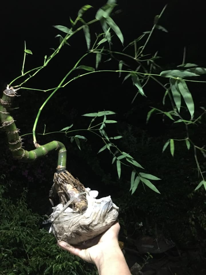 Đặc biệt, tre không cần chăm sóc kỹ nhưng vẫn sinh trưởng tốt cả 4 mùa.