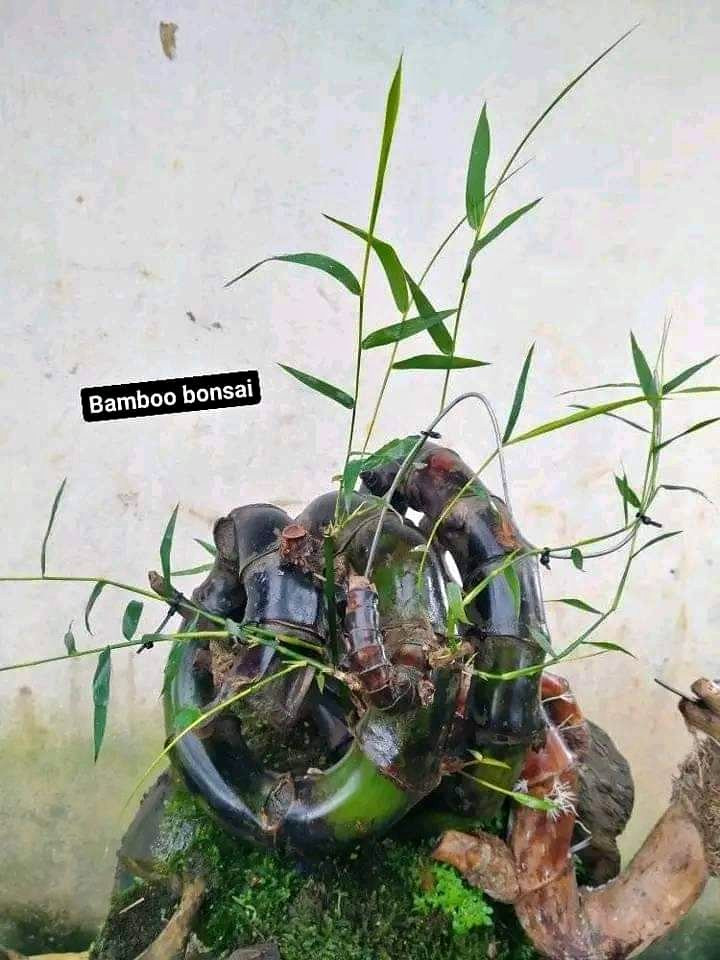 Mỗi gốc tre bonsai có giá từ vài trăm tới vài triệu đồng. Thậm chí, những cây mọc cong queo, đặc biệt là xoắn ốc hay "quái dị" giá tới 70 - 80 triệu đồng/cây.