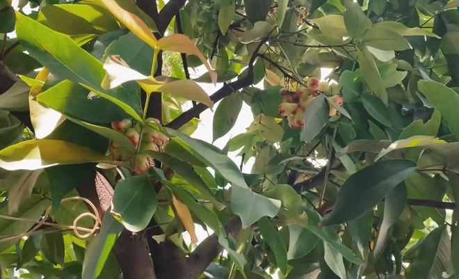 Nhờ mảnh vườn nhỏ, nữ nghệ sĩ có được những phút giây thư giãn hiếm hoi sau những giờ làm việc vất vả. Ảnh: FBNV