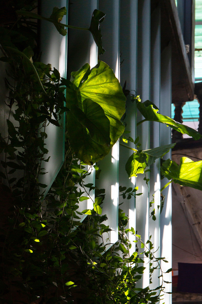 Cây xanh giúp cải thiện chất lượng cuộc sống trong nhà phố. Nguồn ảnh: Hoàng Lê , ODDO Architects