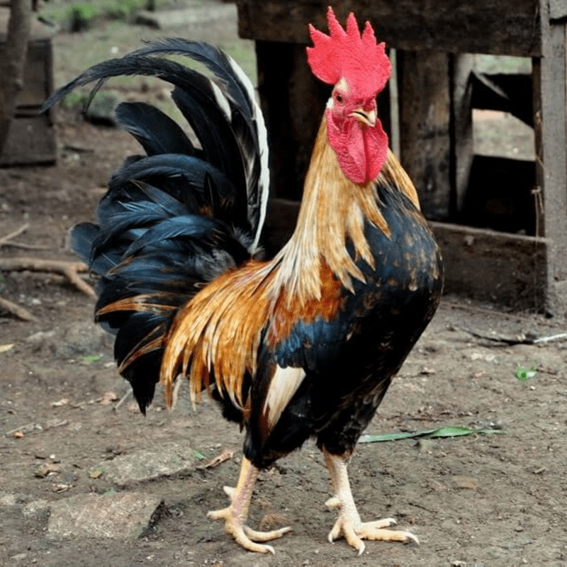 Đáng chú ý, giống gà trống này không tạo ra “tiếng cười” bẩm sinh mà phải qua quá trình huấn luyện đặc biệt. Mỗi người lại có cách huấn luyện riêng nên mỗi chú gà Ayam Ketawa lại “cười” một điệu khác nhau. Ảnh: Getty