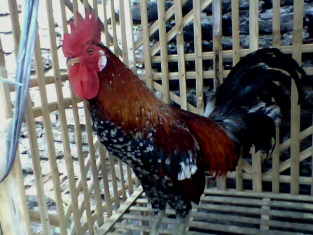 Khi cất được tiếng “cười”, gà Ayam Ketawa 9 tháng có giá trong khoảng 354 USD cho tới 590 USD (từ 7,1 triệu cho tới 12 triệu đồng). Ảnh: Lifestyle Okezone