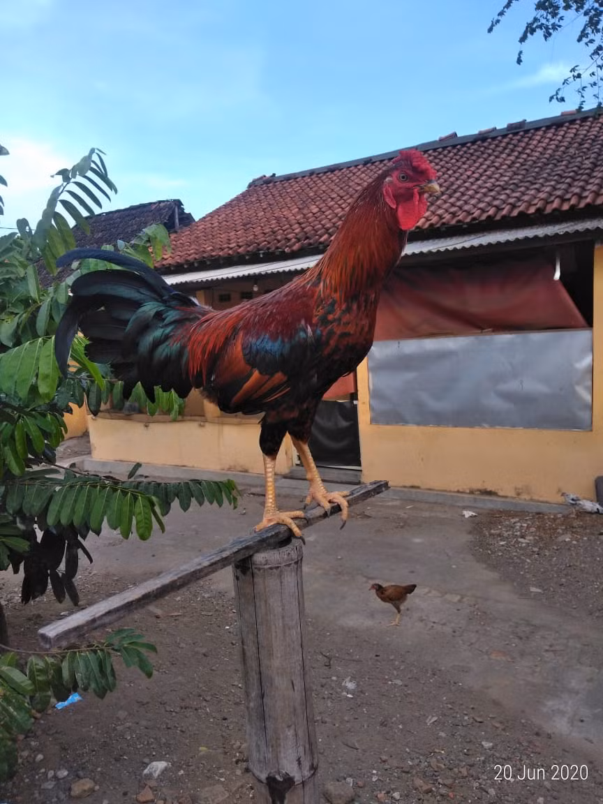 Trên thực tế có tới hai loại gà cười. Trong đó, Dangut là loại gà cười đắt hơn với âm phát ra nhanh như tiếng súng máy. Những con gà Dangut đặc biệt được bán với giá hàng chục nghìn USD (tương đương cả trăm triệu đồng). Ảnh: Getty