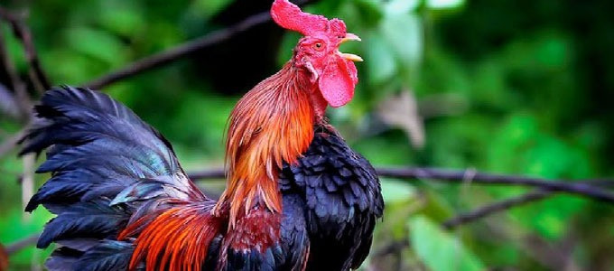 Ngoài ra, còn có một loại gáy chậm với tiếng gáy dài từ bốn đến mười hai âm cùng một lúc. Ảnh: Printest