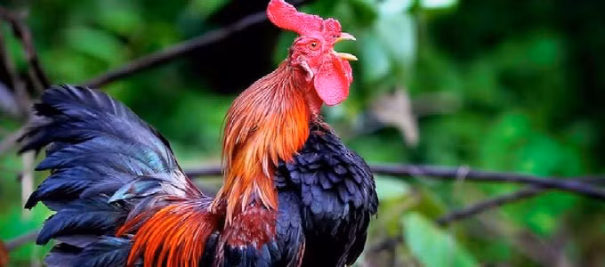 Ngoài ra, còn có một loại gáy chậm với tiếng gáy dài từ bốn đến mười hai âm cùng một lúc. Ảnh: Printest