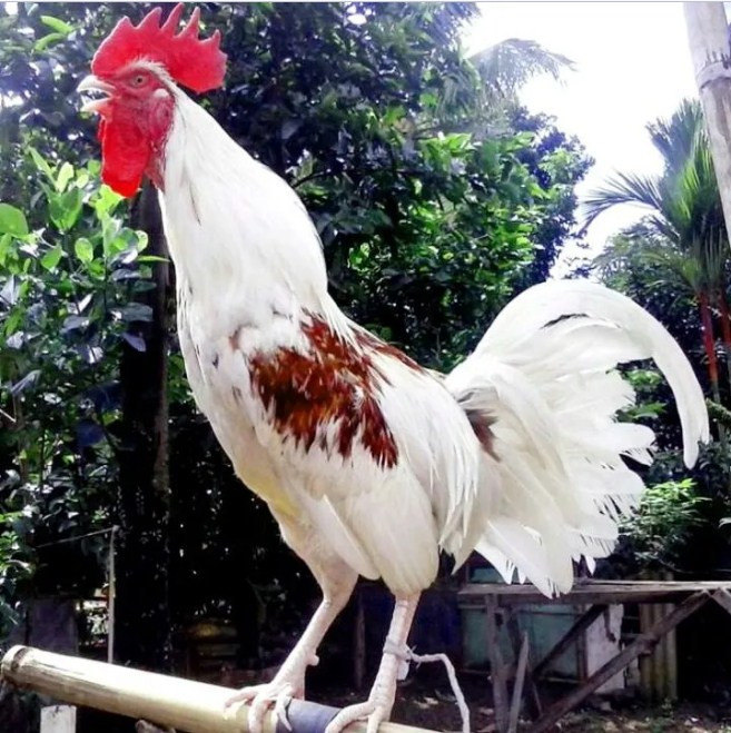 Nhìn từ bên ngoài, gà Ayam Ketawa Indonesia không khác các loại gà khác. Thế nhưng, tiếng gáy độc đáo khiến Ayam Ketawa nổi tiếng khắp thế giới. Ảnh: Agrozine