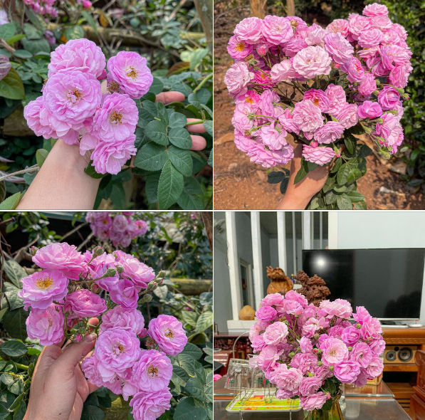 Hoa nở nối tiếp nhau, thoang thoảng mùi hương nhẹ dễ chịu nên cứ đến mùa chị Thanh lại mua về cắm.