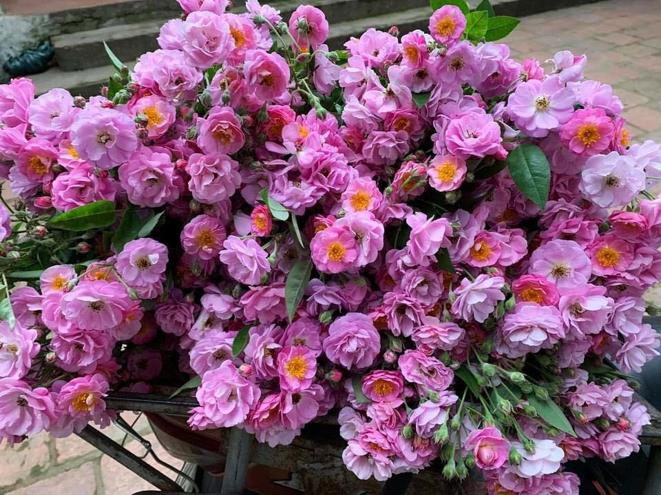 Gần một tháng nay, hồng tầm xuân trở thành mặt hàng được ưa chuộng. Có ngày, cửa hàng chốt tới cả trăm đơn.