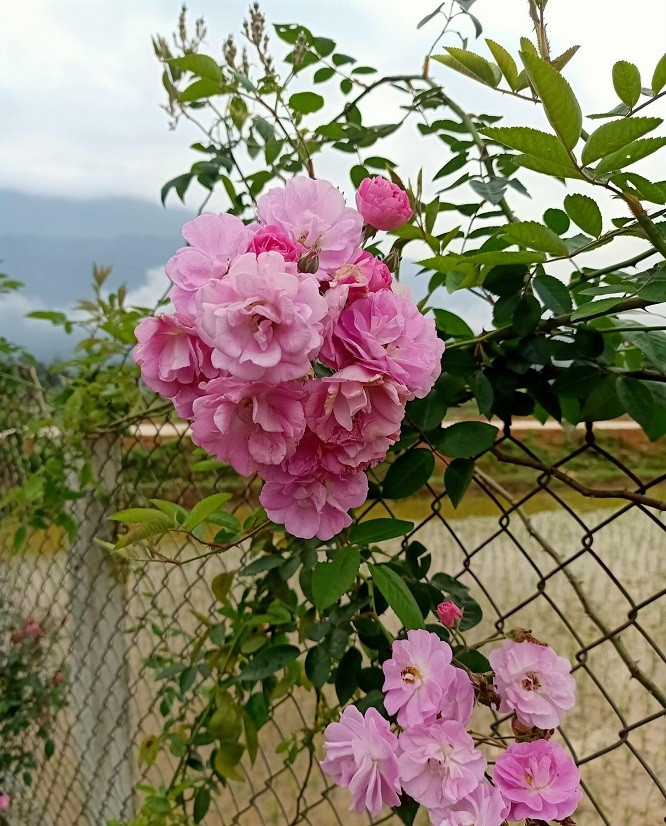 Theo chị Duyên - đầu mối bán hoa online ở Hà Đông (Hà Nội), trước đây hồng tầm xuân được trồng trang trí bờ rào. Năm nay, loại hoa này được lùng mua nhiều nhưng số lượng hạn chế.