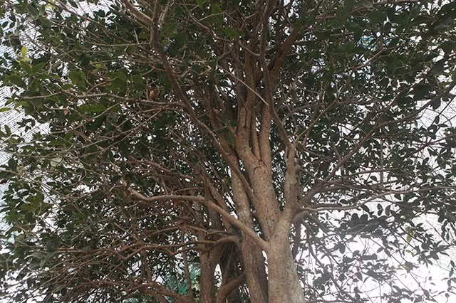 Mộc hương là cây thân gỗ nhỏ, thường mọc hoang hoặc trồng làm hàng rào, chiều cao trung bình từ 3 - 10 mét. Ảnh: Vietnamnet