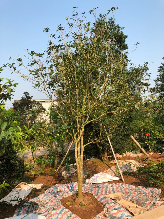 Cây mộc hương có nhiều ý nghĩa trong phong thuỷ cũng như đông y nên thường được bán với giá rất cao. Ảnh: Nhà vườn Thảo Khiêm