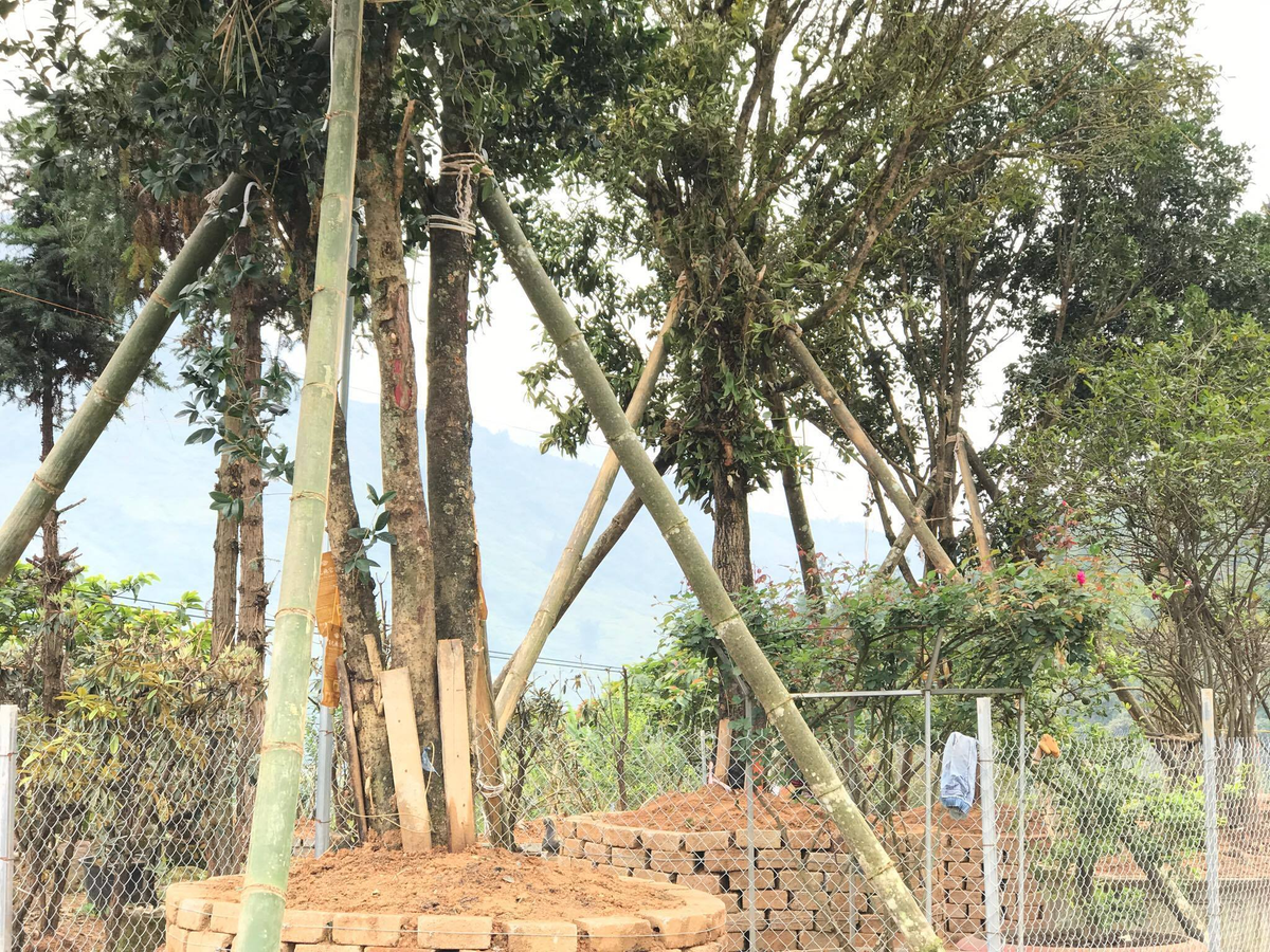 Có thời gian, cây mộc hương tạo cơn sốt và được nhiều người lùng mua. Thậm chí, có người chi cả tiền tỷ để sở hữu. Ảnh: Vietnamnet