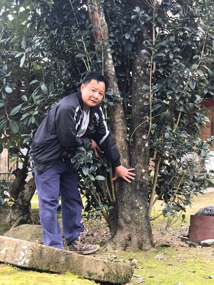 Năm 2017, một đại gia cây cảnh có tiếng ở Sapa (Lào Cai) từng vác cả bao tải tiền và đổi thêm một chiếc xe ô tô để mua 4 cây mộc hương cổ thụ. Ảnh: Vietnamnet