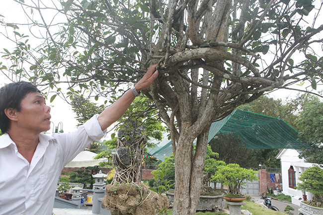 Ngoài hai cây mộc hương hơn 3 tỷ đồng, trong vườn của anh Dũng còn có đôi mộc hương khác cũng có giá trị hơn 1 tỷ đồng. Ảnh: Dân Việt