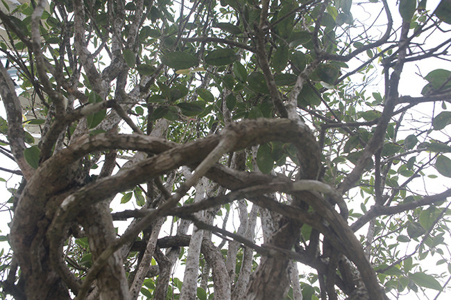 Cây mộc hương có thể sống rất lâu, tượng trưng cho sự trường tồn, bền bỉ với thời gian. Ảnh: Dân Việt