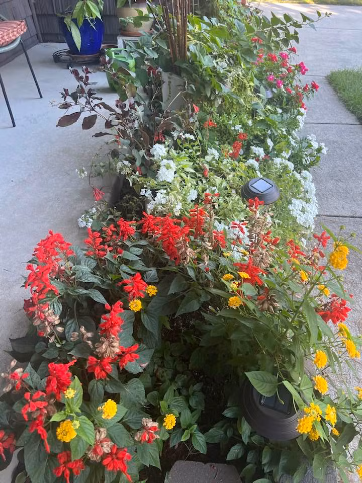 Được biết, khu vườn nằm trong cơ ngơi của bà Liên Phạm tại thành phố Atlantic (Mỹ).