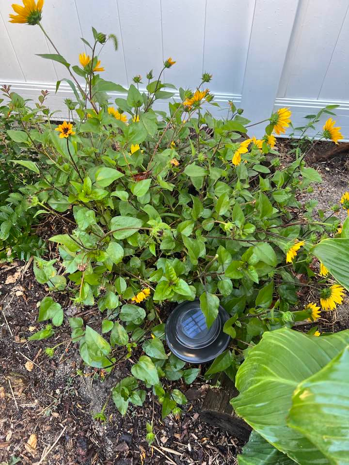 Vợ cũ Mr Đàm có thú vui tao nhã ngắm hoa vào buổi sáng và ngồi làm việc trong không gian dễ chịu tại nhà.