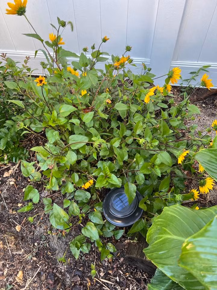 Vợ cũ Mr Đàm có thú vui tao nhã ngắm hoa vào buổi sáng và ngồi làm việc trong không gian dễ chịu tại nhà.