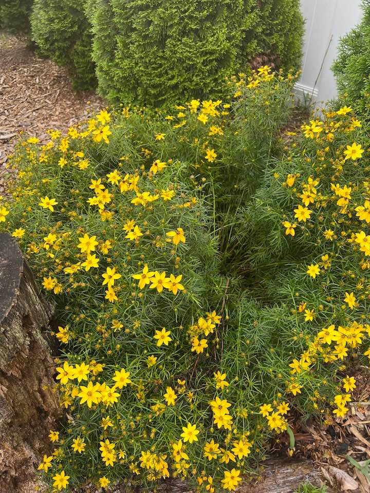 Hoa vàng giăng khắp lối. Nguồn ảnh: FBNV