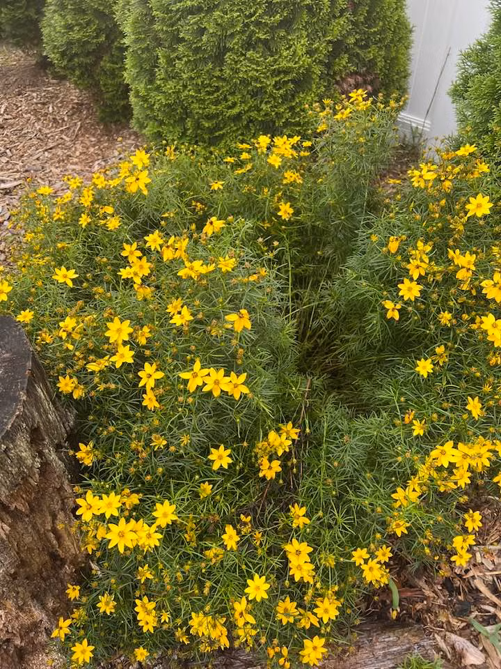 Hoa vàng giăng khắp lối. Nguồn ảnh: FBNV