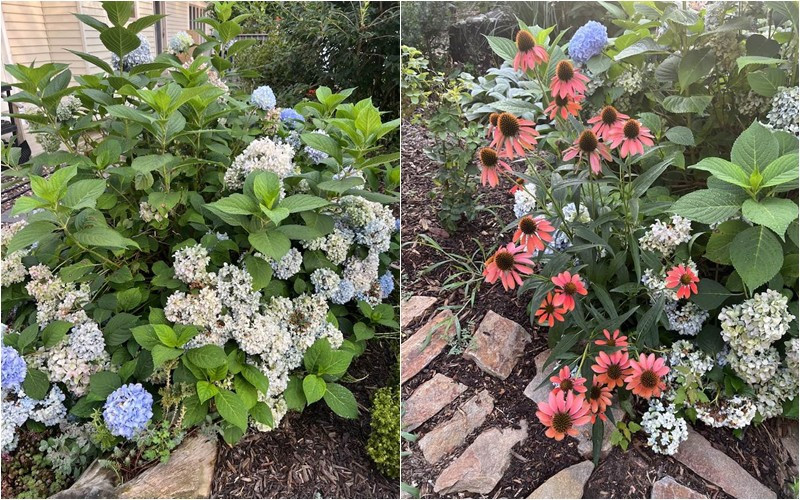 Cẩm tú cầu bung nở rực rỡ.