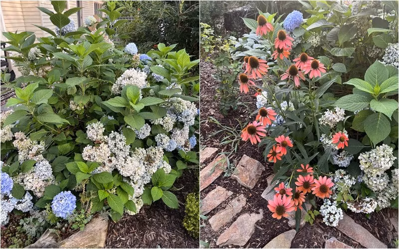 Cẩm tú cầu bung nở rực rỡ.