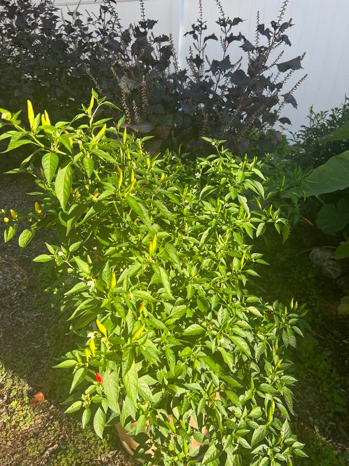 Cây ớt tốt um và cho sai quả.