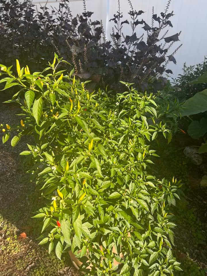 Cây ớt tốt um và cho sai quả.