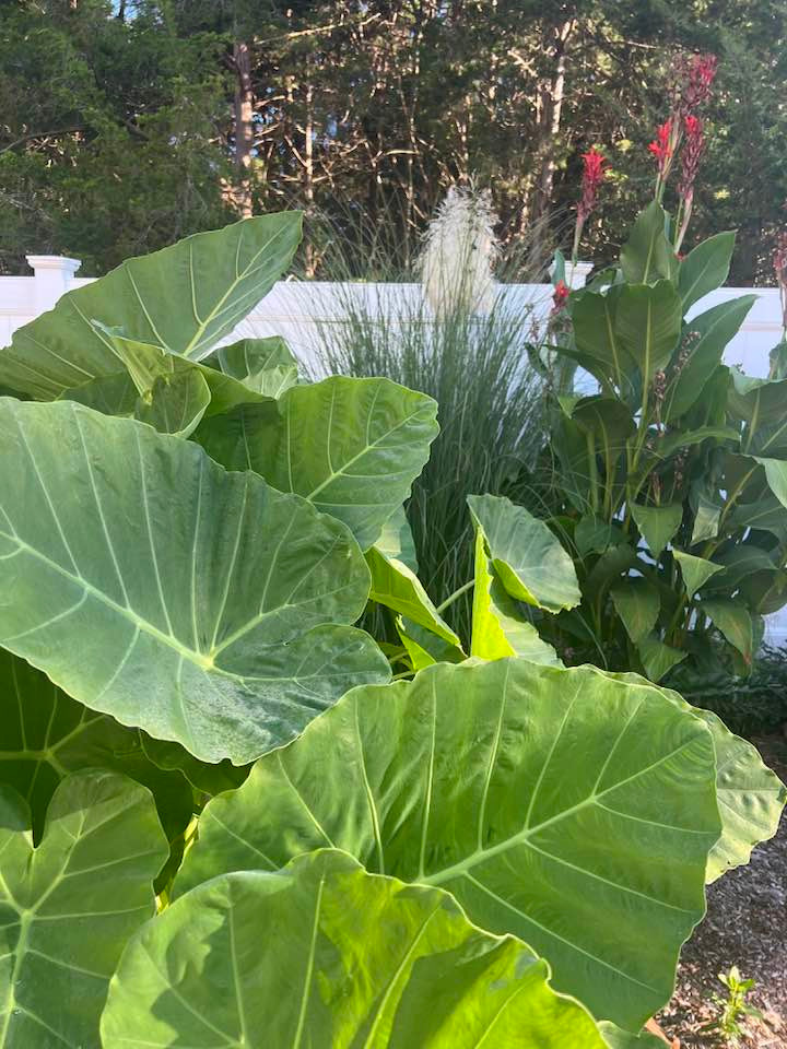 Ngoài hoa, trong khu vườn còn có nhiều loại rau xanh.