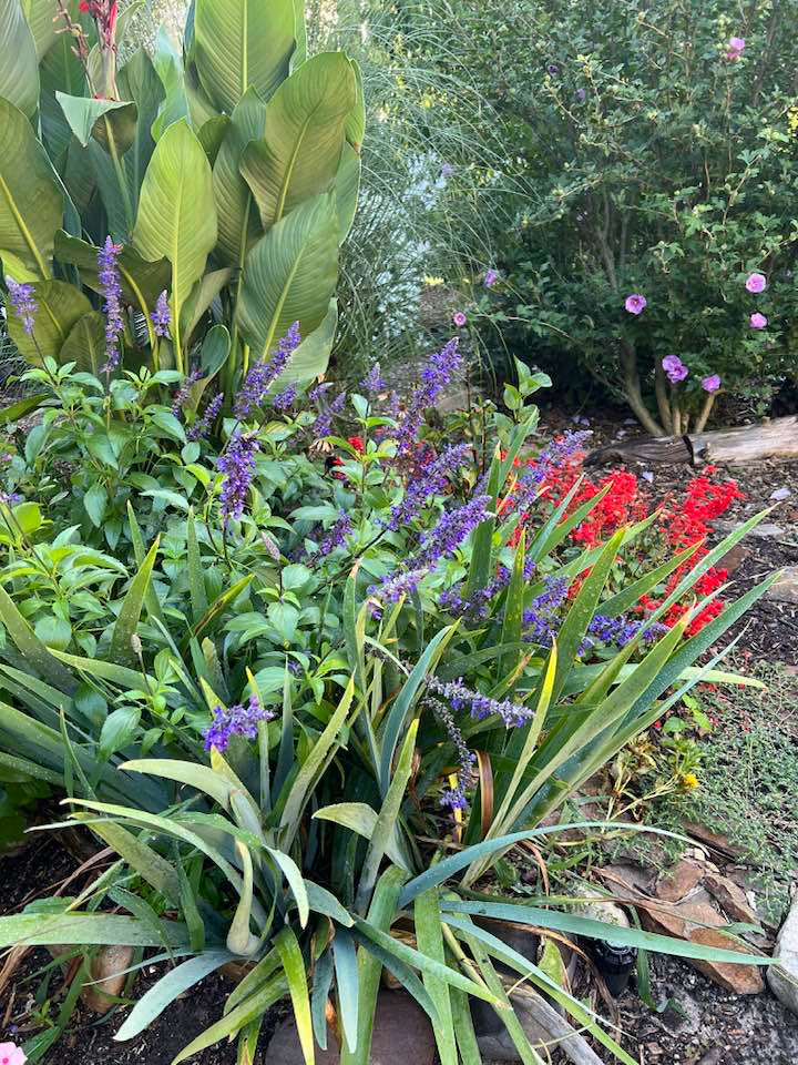 Hoa trong vườn nhà bầu sô đủ màu sắc khác nhau.