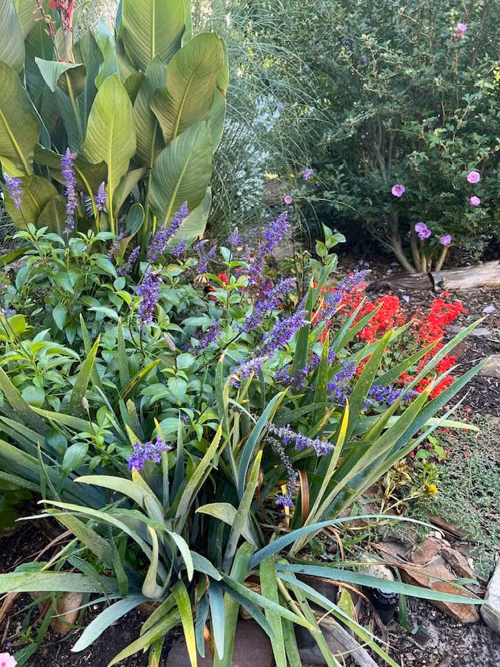 Hoa trong vườn nhà bầu sô đủ màu sắc khác nhau.