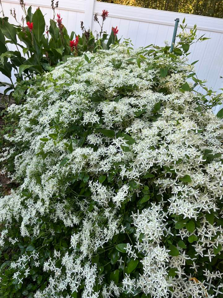 Những loài hoa báo hiệu mùa thu trổ bông khiến bà thích thú.