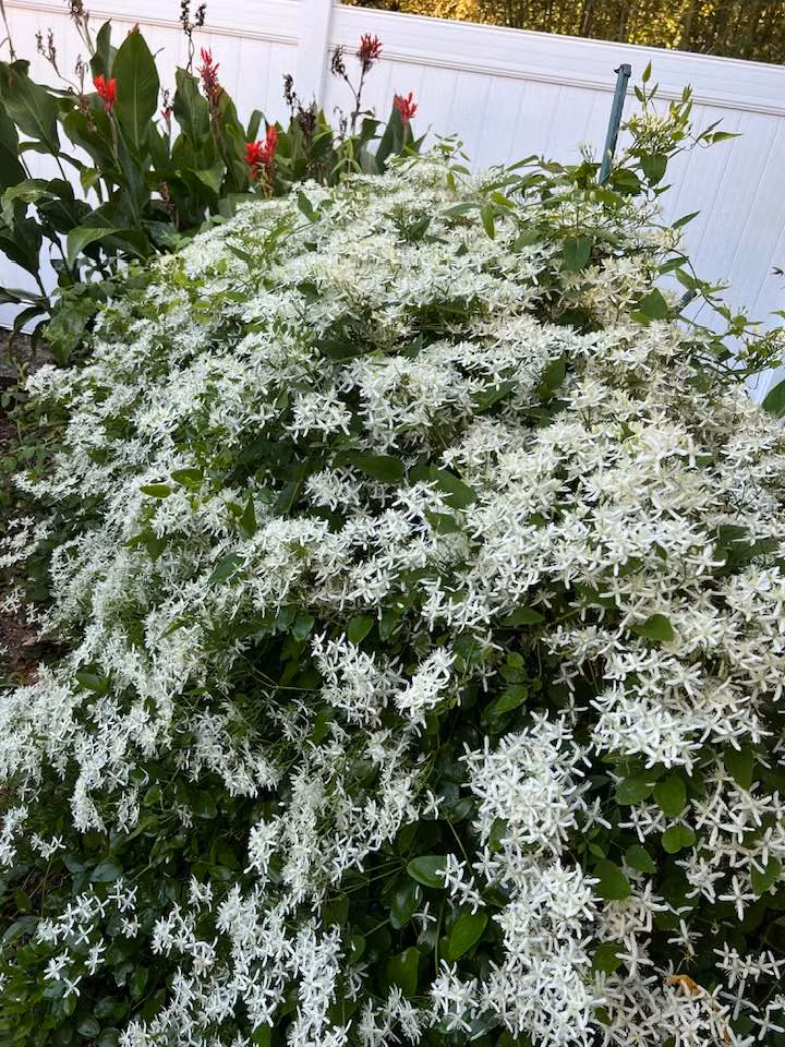 Những loài hoa báo hiệu mùa thu trổ bông khiến bà thích thú.