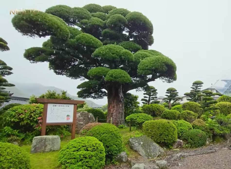 Bông tán của cây tự nhiên nhưng rất hài hoà. Nguồn ảnh: chụp màn hình NhaTo