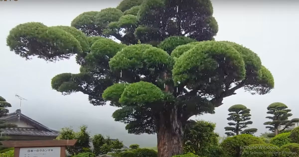 Đáng chú ý, cây tùng la hán 600 năm này là di sản của nước Nhật. Nhà nước trả tiền để chủ nhà tiếp khách và chăm sóc cây.